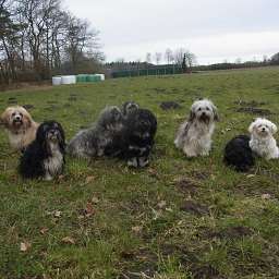 Domingo, Adele, Wilma, Livvy, Elise, Debbie, Elli, Ida