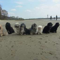 Barny & Debbie, Elli, Wilma, Adele, Elise, Bruno, Cäthe