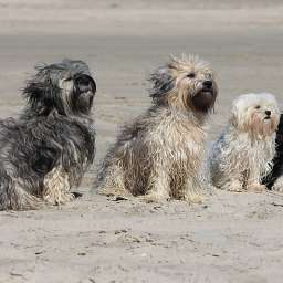 Elise, Elli, Adele, Wilma