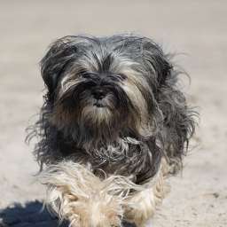 Wilma