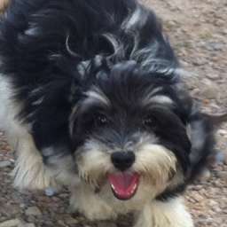 Trudi