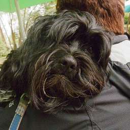 Bruno