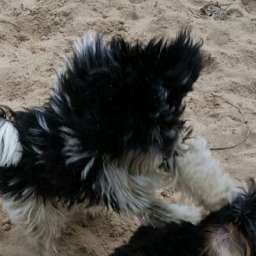 Trudi
