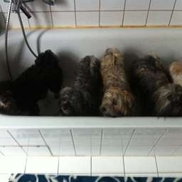 Keks, Elise, Adele, Wilma, Linus