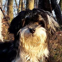Trudi