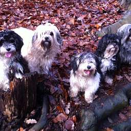 Elise, Trudi, Adele, Wilma, Angelo