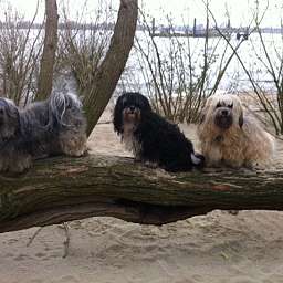 Elise, Adele, Wilma