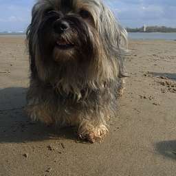 Wilma