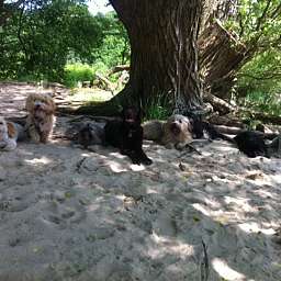 Elise, Adele, Wilma, Linus, Debbie