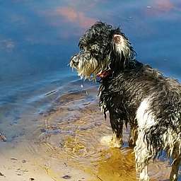Trudi