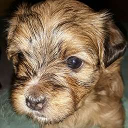 Frieda