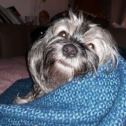 Wilma