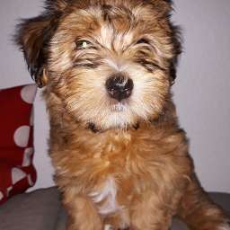 Frieda