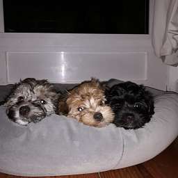 Frieda, Clärchen, Freddy