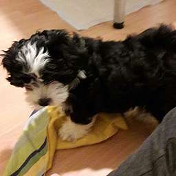 Frieda, Clärchen, Welpen, Freddy