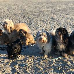 Elise, Frieda, Clärchen, Adele, Wilma, Angelo, Freddy