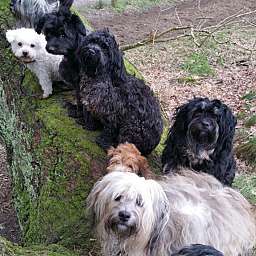 Elise, Ida, Frieda, Livvy, Adele, Wilma