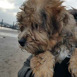 Frieda