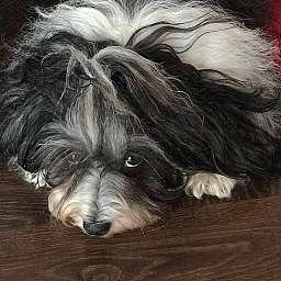 Lilo