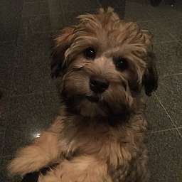 Freddy