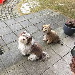 Lucky, Charlie