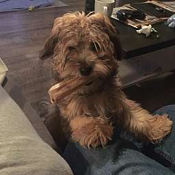 Freddy