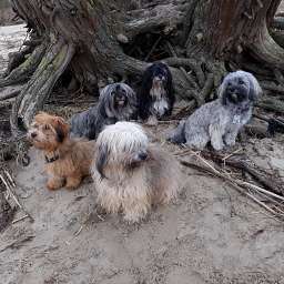 Elise, Frieda, Adele, Pucky, Wilma