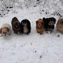 Elise, Frieda, Adele, Wilma, Linus, Dorle