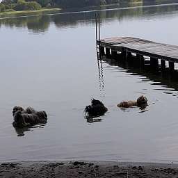 Frieda, Lucky, Adele, Wilma, Charlie