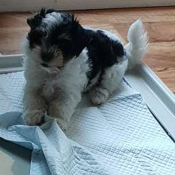 Joschi
