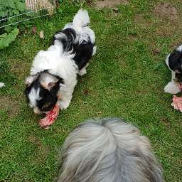 Georg, Smylla, Wilma, Gregor