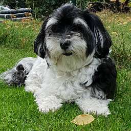 Trudi