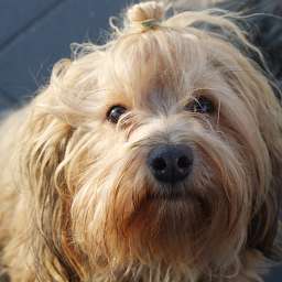 Frieda