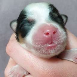 gelbes Halsband, H-Wurf