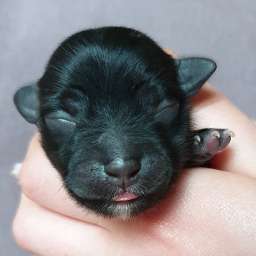 H-Wurf, lila Halsband