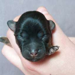 H-Wurf, grünes Halsband