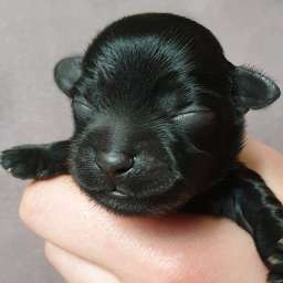 H-Wurf, weißes Halsband