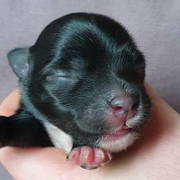 H-Wurf, blaues Halsband