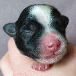 H-Wurf, braunes Halsband