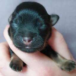 rotes Halsband, H-Wurf