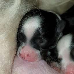 weißes Halsband, Hans