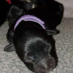 lila Halsband, Holli