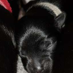 weißes Halsband, Hans