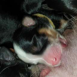 gelbes Halsband, Hugo