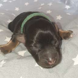 Hermine, grünes Halsband