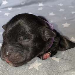 lila Halsband, Holli