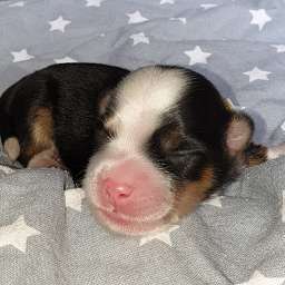 gelbes Halsband, Hugo