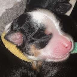 gelbes Halsband, Hugo