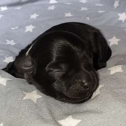 weißes Halsband, Hans