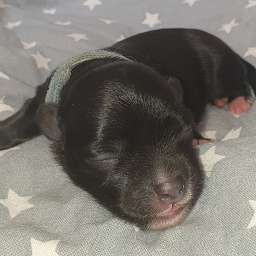 Herbert, blaues Halsband